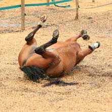 Im Winter stehen die Allwetterpaddocks bereit - im Sommer die Weiden