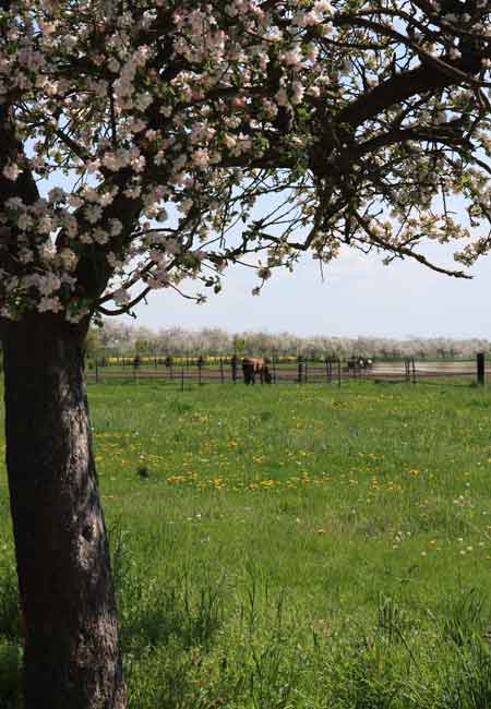 Ob Sonne auf der Weide oder Sonne auf dem Paddock - bei uns kommen alle Pferde zu ihrem Recht